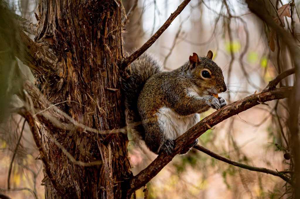 SQUIRRELS IN THE ATTIC.