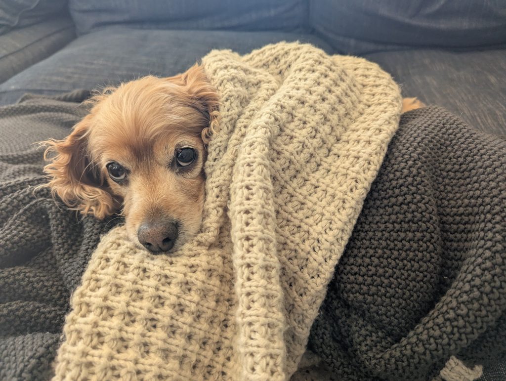 PREP YOUR PUPS FOR TIME AWAY.