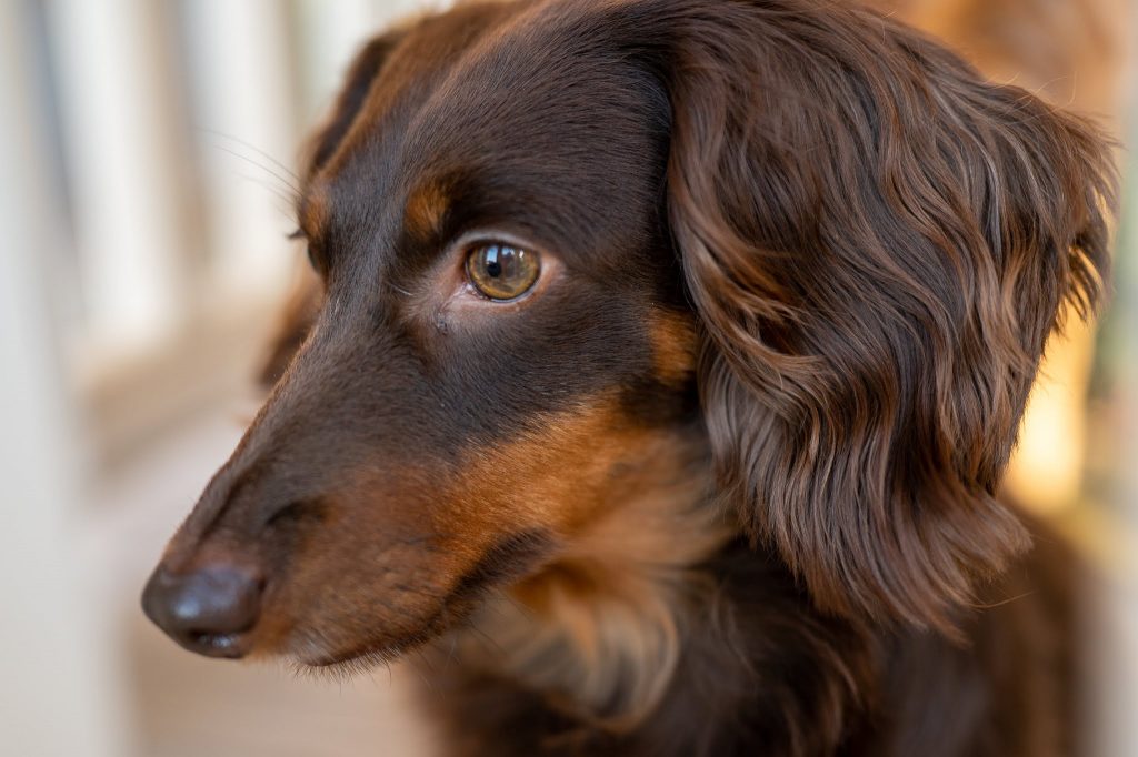 PREP YOUR PUPS FOR TIME AWAY.