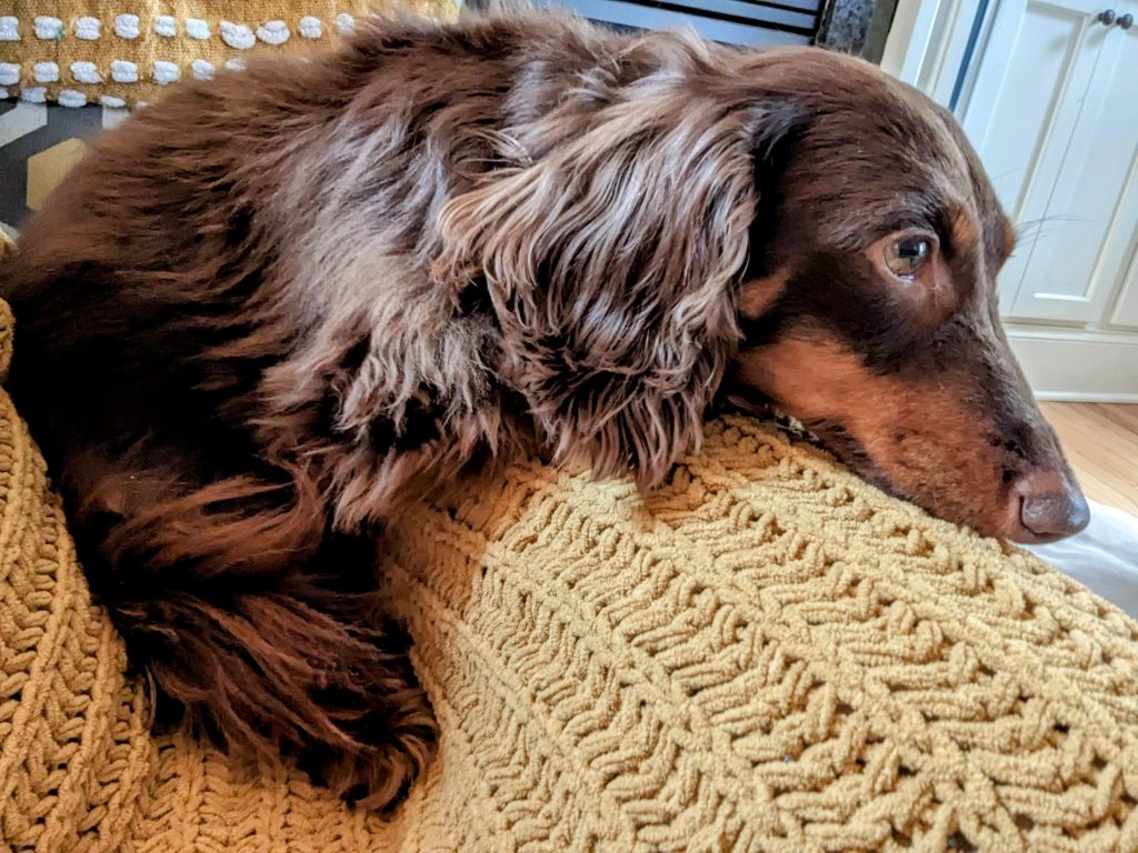 PREP YOUR PUPS FOR TIME AWAY.