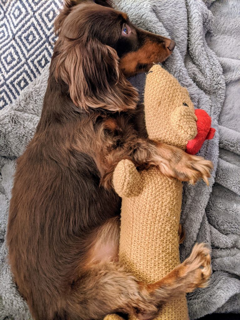 PREP YOUR PUPS FOR TIME AWAY.