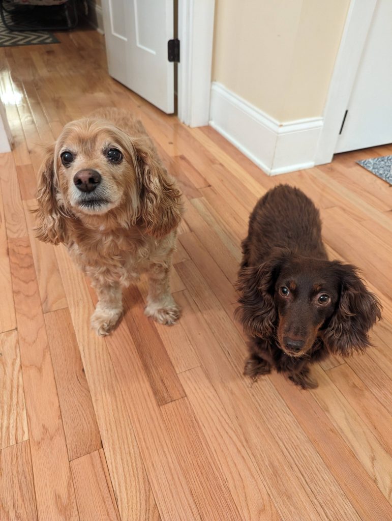 PREP YOUR PUPS FOR TIME AWAY.