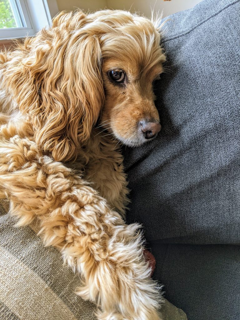 PREP YOUR PUPS FOR TIME AWAY.