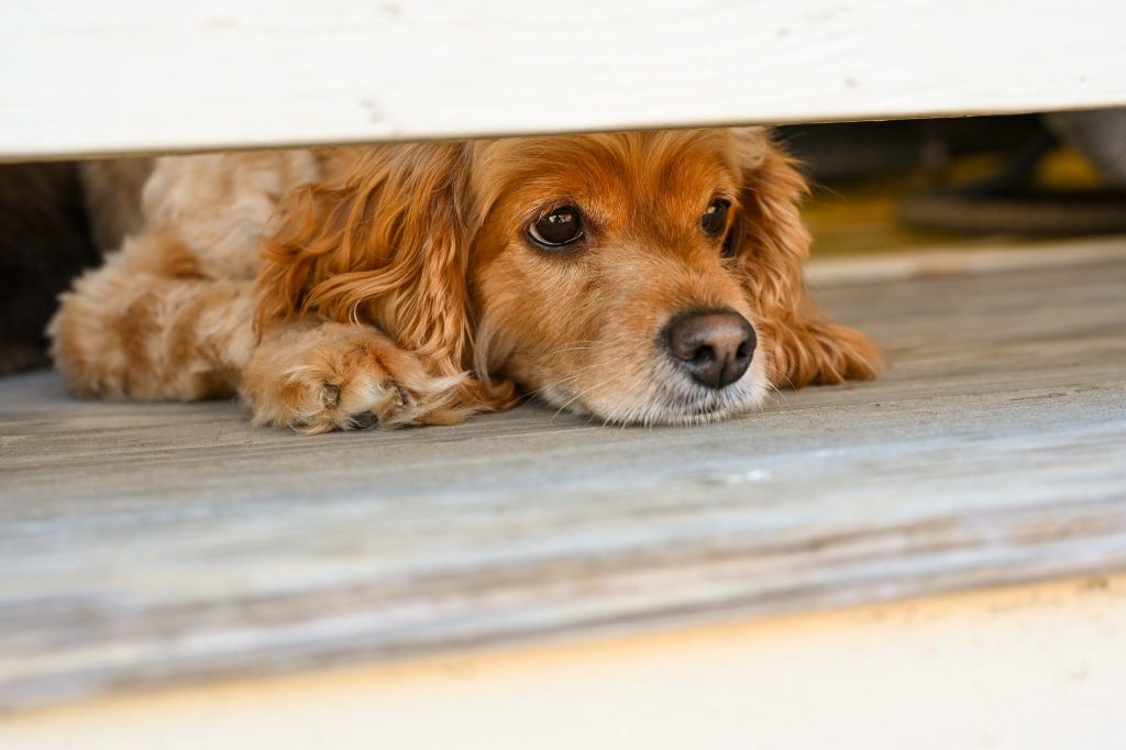 PREP YOUR PUPS FOR TIME AWAY.