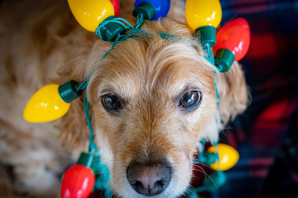 DOGS, KIDS AND CHAOS: WHY A FAMILY PET IS WORTH IT!