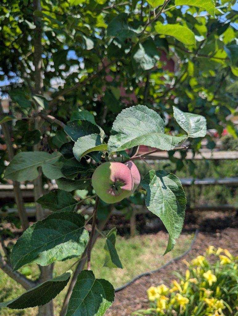 IT’S ALMOST APPLE PICKING SEASON!