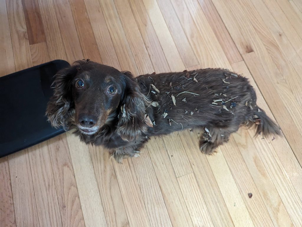 DOGS, KIDS AND CHAOS: WHY A FAMILY PET IS WORTH IT!