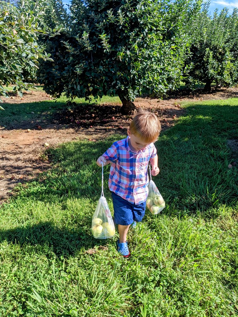IT’S ALMOST APPLE PICKING SEASON!