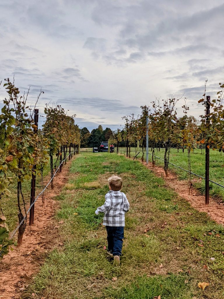 WEEKENDS AT THE VINEYARD: WINE FOR YOU, GRAPES AND FREEDOM FOR THE KIDS