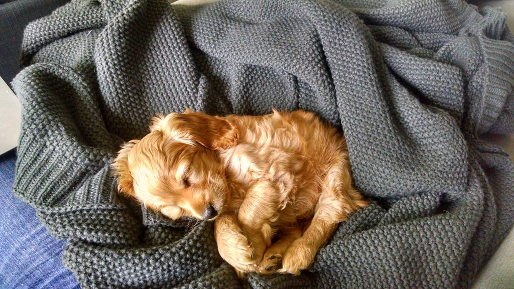 DOGS, KIDS AND CHAOS: WHY A FAMILY PET IS WORTH IT!