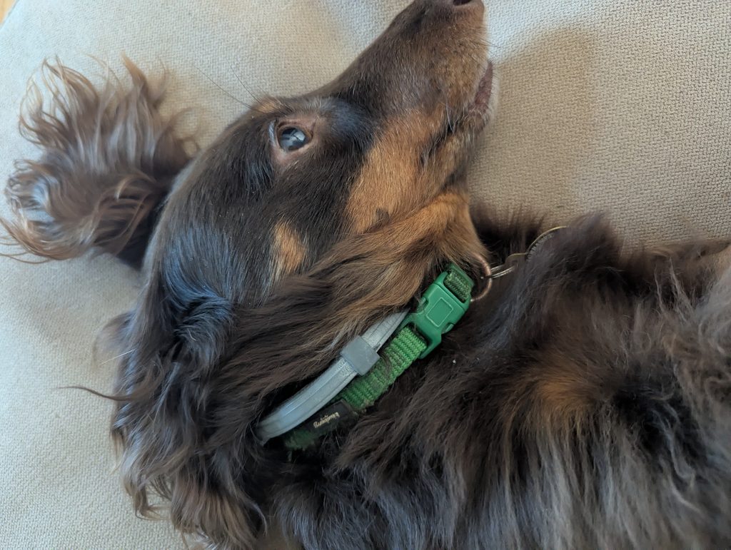 THE LAZY DOG PARENT’S GUIDE TO FLEA & TICK PROTECTION.