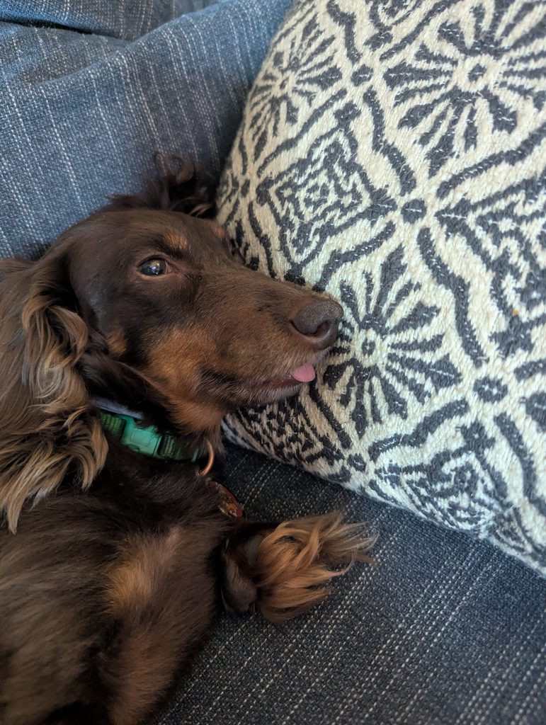 THE LAZY DOG PARENT’S GUIDE TO FLEA & TICK PROTECTION.