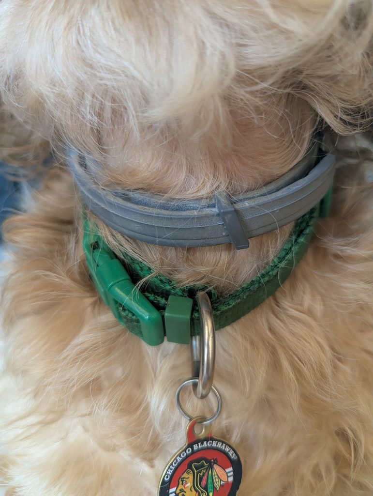 THE LAZY DOG PARENT’S GUIDE TO FLEA & TICK PROTECTION.