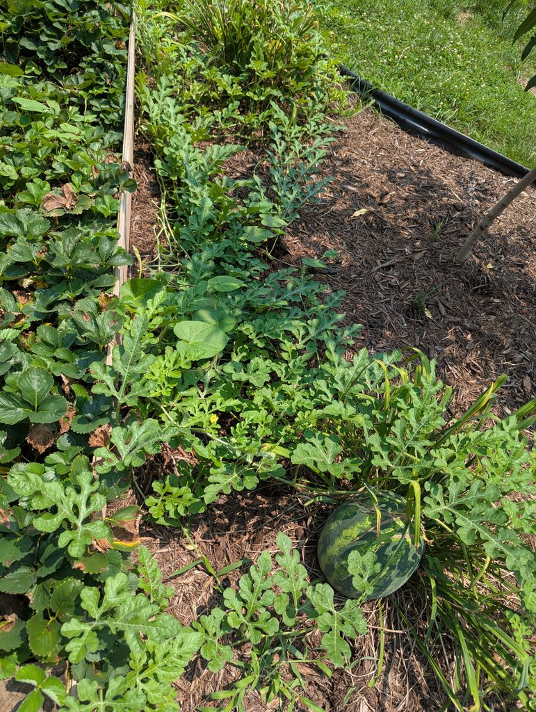 THE ACCIDENTAL WATERMELON PATCH: HOW ONE THROWN MELON TURNED OUR YARD INTO A SUMMER PARADISE.