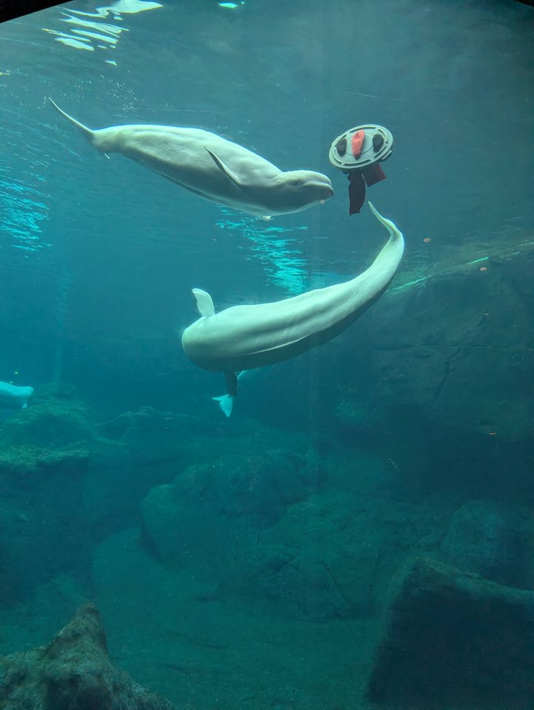 ALWAYS SAY YES TO THE GEORGIA AQUARIUM.