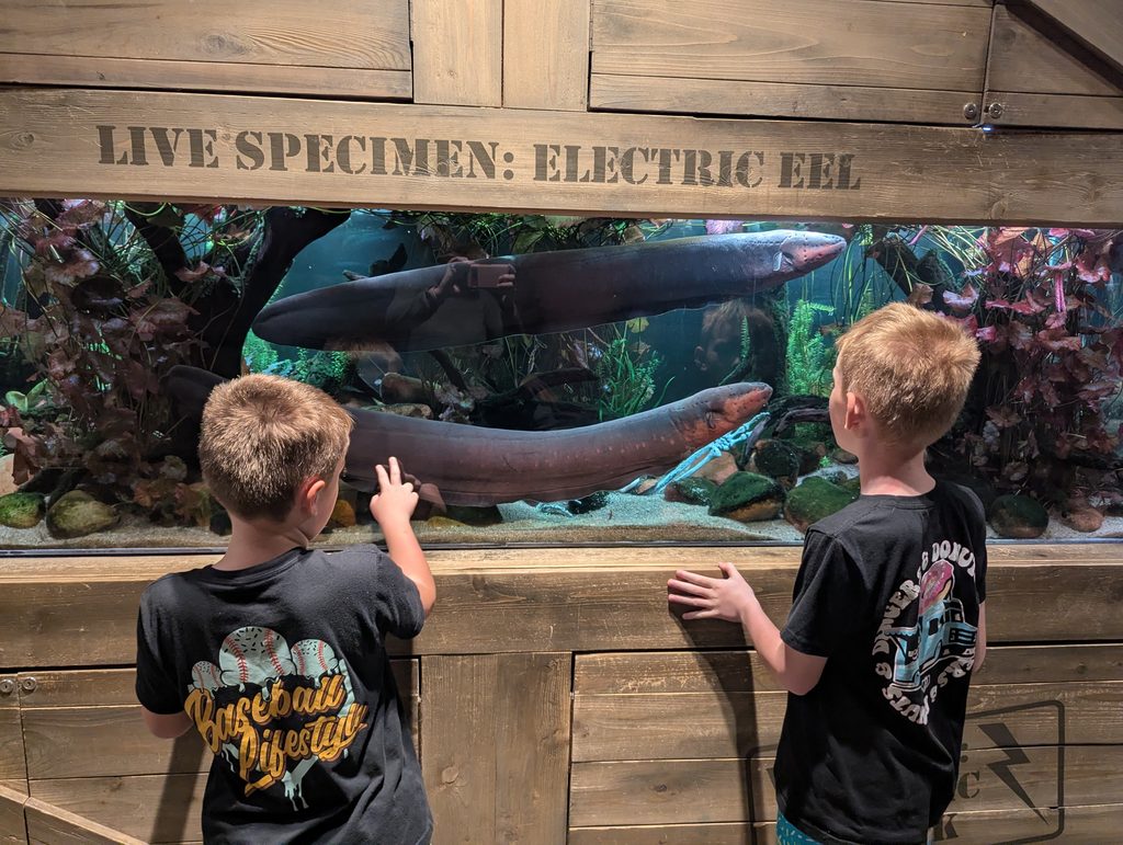 ALWAYS SAY YES TO THE GEORGIA AQUARIUM.