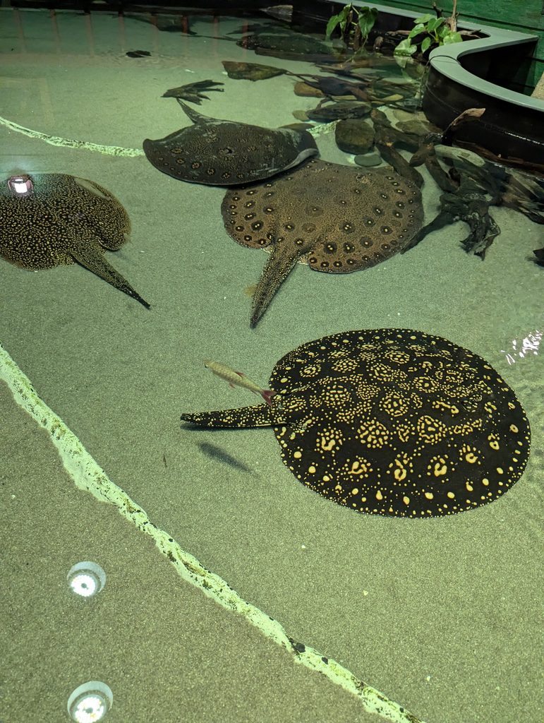 ALWAYS SAY YES TO THE GEORGIA AQUARIUM.