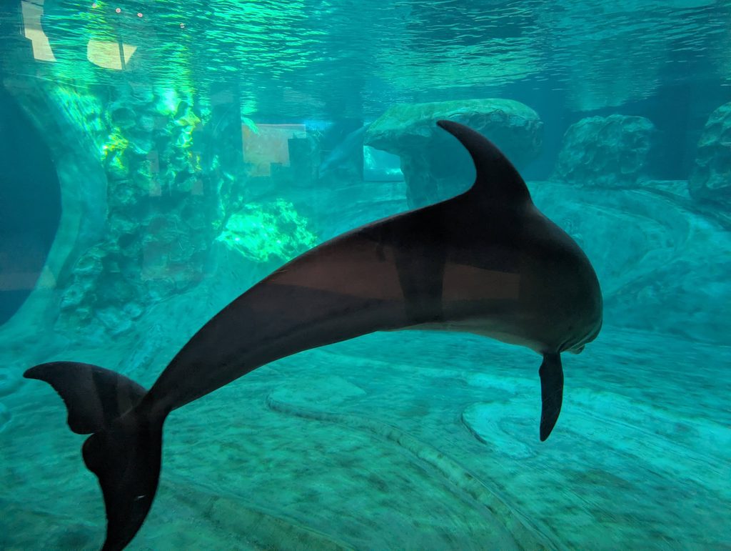 ALWAYS SAY YES TO THE GEORGIA AQUARIUM.