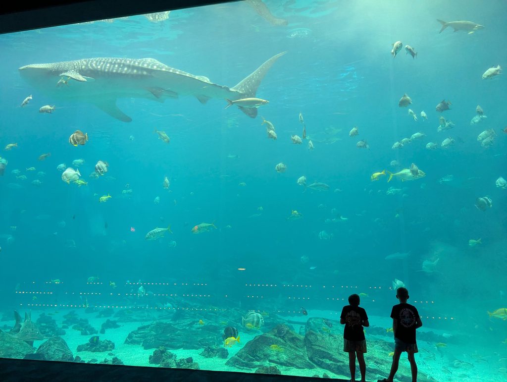 ALWAYS SAY YES TO THE GEORGIA AQUARIUM.